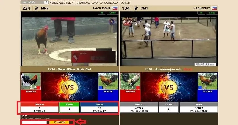 คําแนะนําในการเดิมพันไก่ชน ไก่ชนสด Soibet